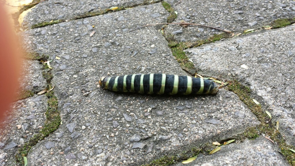 20140423_123615_resized